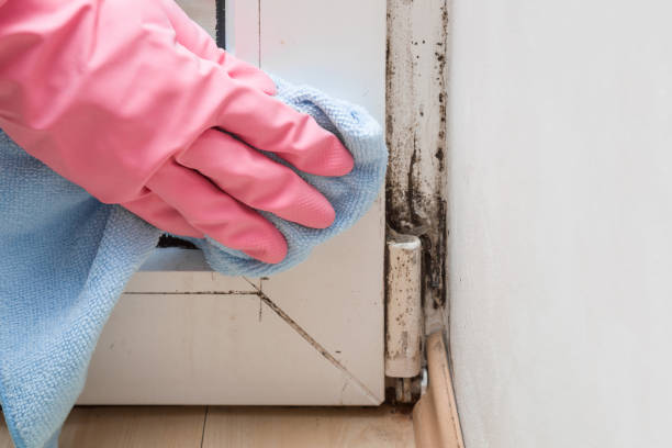 Best Attic Mold Remediation in Burley, ID